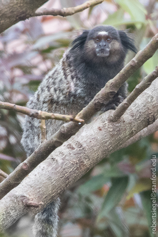 marmoset